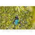 Плодозйомник для ягід Gardena Combisystem BerryPicker