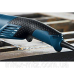 Кутова шліфмашина Bosch GWS 15-150 CIH