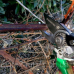 Секатор Gruntek Falke 215 mm